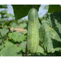 HCU04 Zhekuan 25cm in length,chinese F1 hybrid cucumber seeds in vegetable seeds